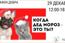 выкса.рф, «Марафон добра» соберёт гуманитарку для кошек и собак