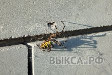 выкса.рф, В Мотмосе заметили редкого паука-осу
