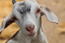 выкса.рф, Анонимный благотворитель подарит коз малообеспеченным семьям