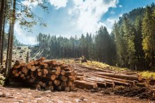 выкса.рф, Неизвестные вырубили почти 400 деревьев в вильском лесу