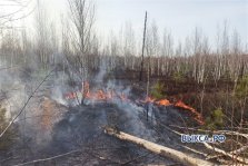 выкса.рф, Ягодники сожгли четверть гектара леса в районе Вили и Новодмитриевки