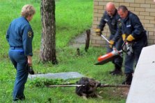 выкса.рф, Аварийно-спасательный отряд спас собаку, застрявшую в решетке в м-не Гоголя