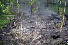 выкса.рф, Лесной пожар ликвидировали в Пристанском лесничестве