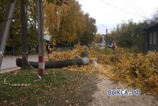 выкса.рф, Спиленные деревья преградили дорогу пешеходам
