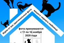 выкса.рф, Фотоконкурс «Жил да был чёрный кот за углом»