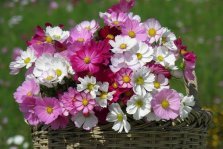 выкса.рф, Мастер-класс «Цветочная корзинка»