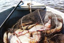 выкса.рф, В Нижегородской области в 2020 году планируют произвести 729 тонн рыбы