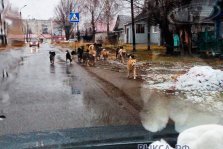 выкса.рф, Банда в городе