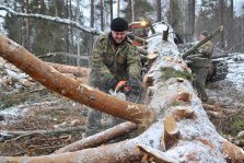 выкса.рф, Выксунец заплатит 212 тысяч рублей за незаконную вырубку леса