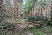 выкса.рф, Администрация объяснила, почему не расчищают дорогу к кладбищу в Казачке