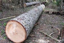 выкса.рф, Очередную незаконную вырубку леса пресекла местная прокуратура