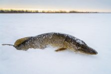 выкса.рф, В Нижегородской области ввели нерестовый запрет на рыбалку
