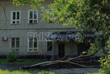 выкса.рф, Упавшее дерево у родильного дома