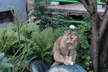 выкса.рф, Уличные коты