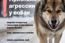 выкса.рф, В 2025 году на улицах Выксы специалисты отловили 157 бездомных собак