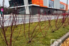 выкса.рф, В Выксе стартовал этап озеленения на объектах благоустройства 2025 года