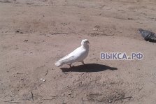 выкса.рф, На улицу Белякова прилетел белый голубь