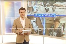 выкса.рф, В выксунском приюте для животных обнаружили трупы кошек