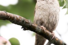 выкса.рф, 🐦  Всероссийская перепись воробьёв