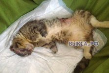 выкса.рф, Более 40 тысяч рублей собрали для лечения кота Тимохи