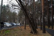 выкса.рф, В лесопосадке вырубят 126 деревьев