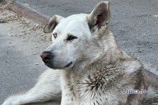 выкса.рф, Полсотни бездомных собак чипировали за три месяца