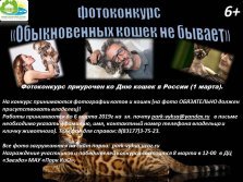 выкса.рф, Фотоконкурс «Обыкновенных кошек не бывает»