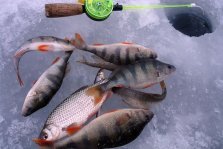 выкса.рф, Чемпионат Выксы по зимней ловле рыбы на мормышку