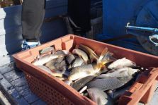 выкса.рф, Полторы тонны рыбы выпустят в выксунские пруды