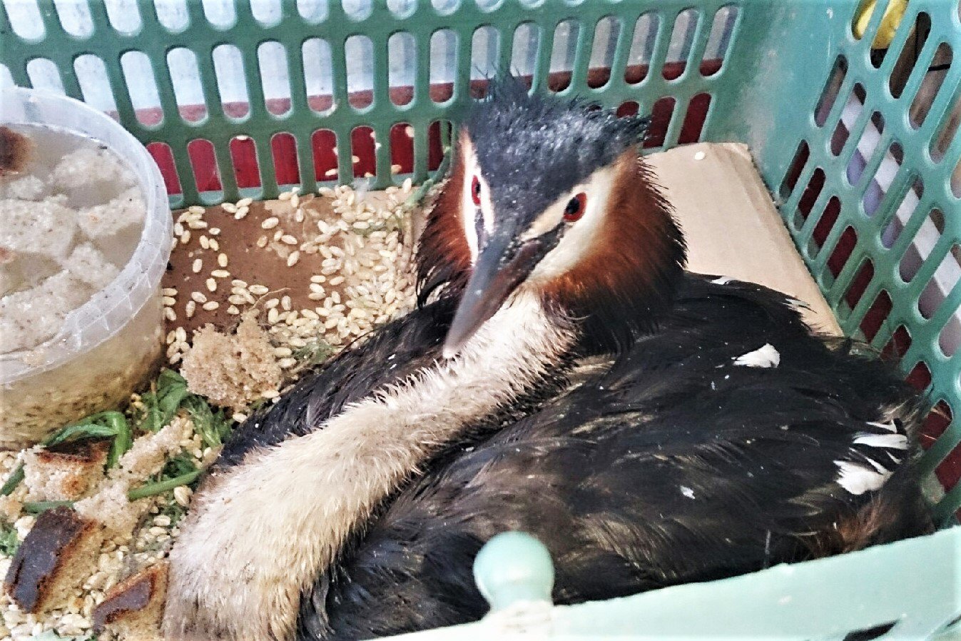 Краснокнижную птицу спасли от гибели на Лесозаводе