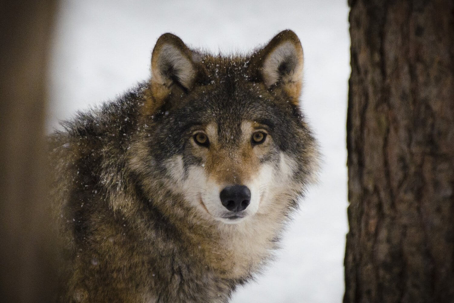 Волки загрызли лося в выксунском лесу