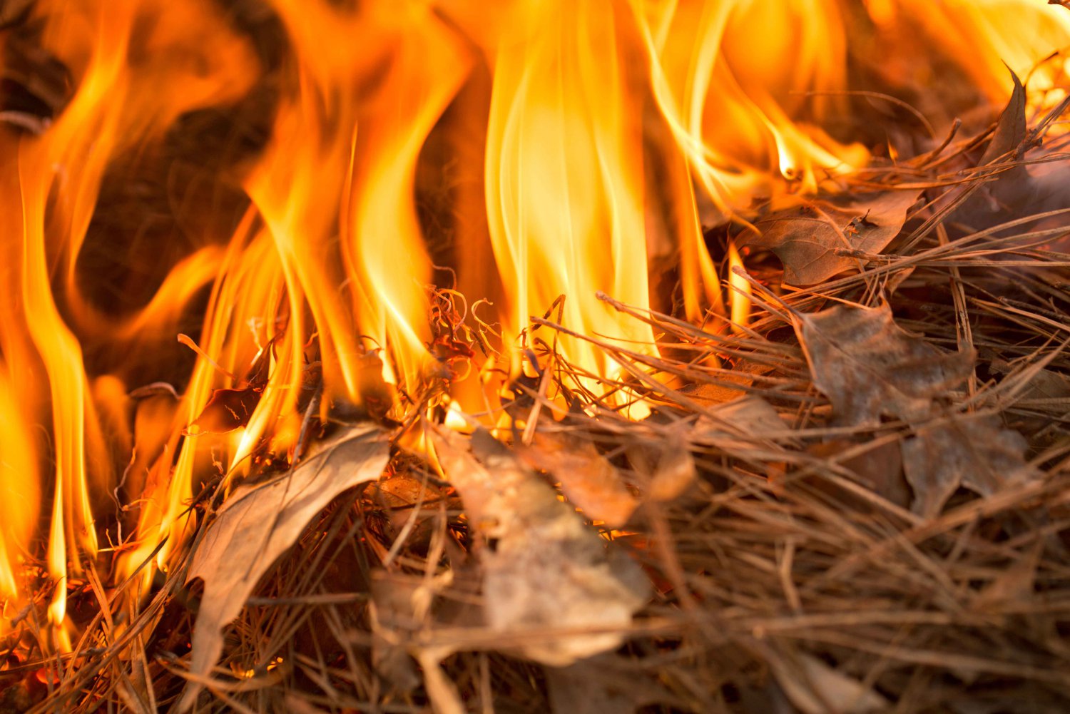 Поджигатели травы спалили почти пять соток в Виле и Грязной