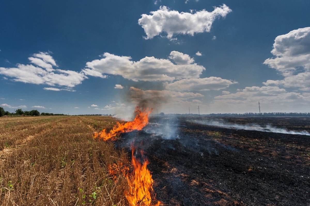 Шашлычник случайно поджёг траву в Фирюсихе