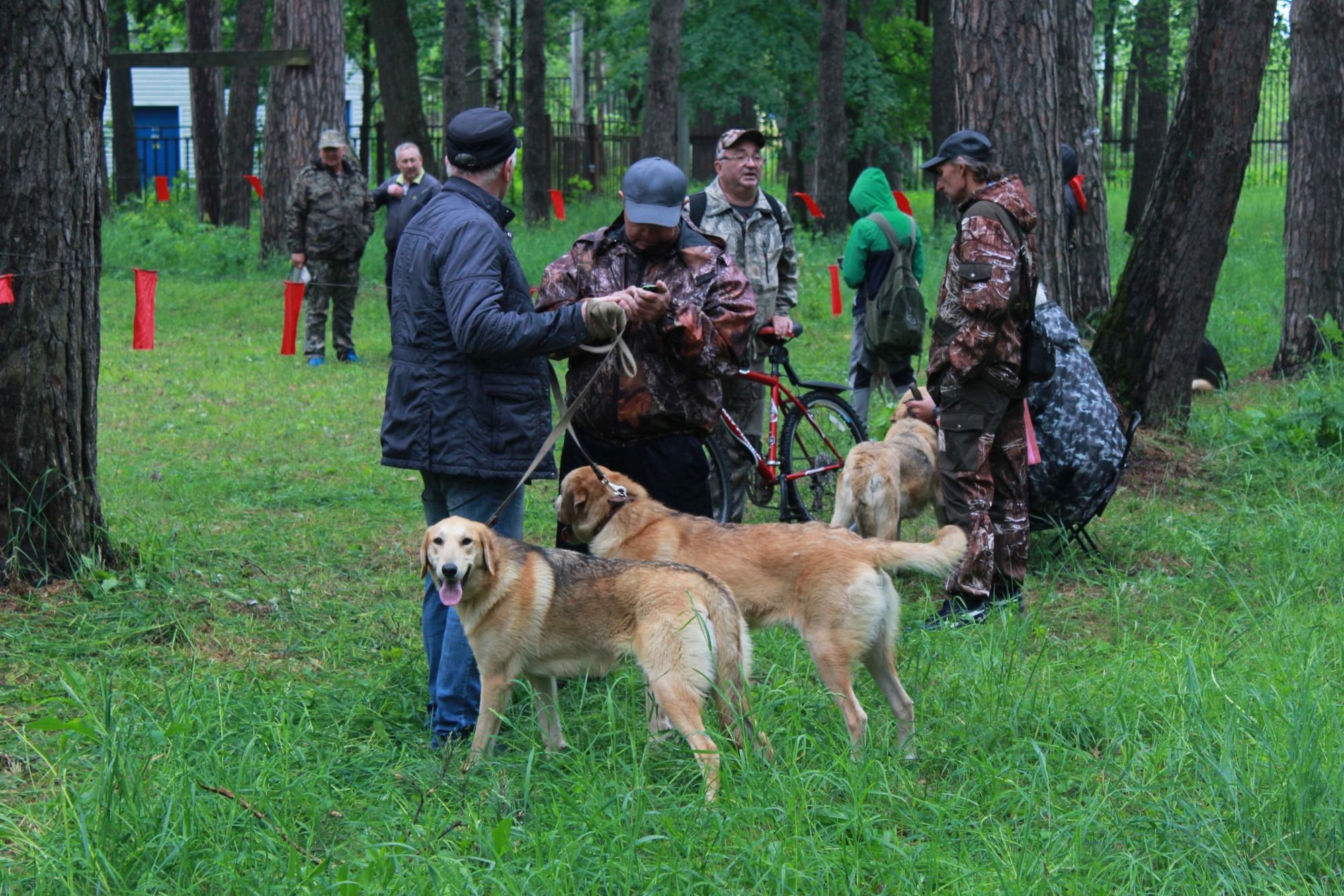 Соревнования охотничьих собак провели в парке
