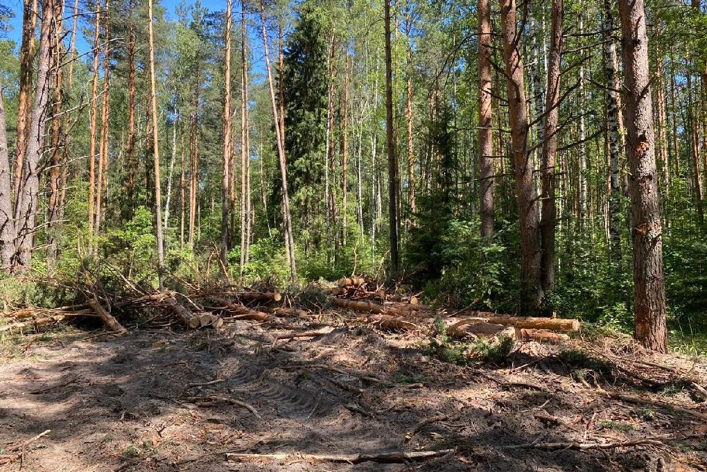 «Чёрные лесорубы» украли древесину на 3 млн рублей