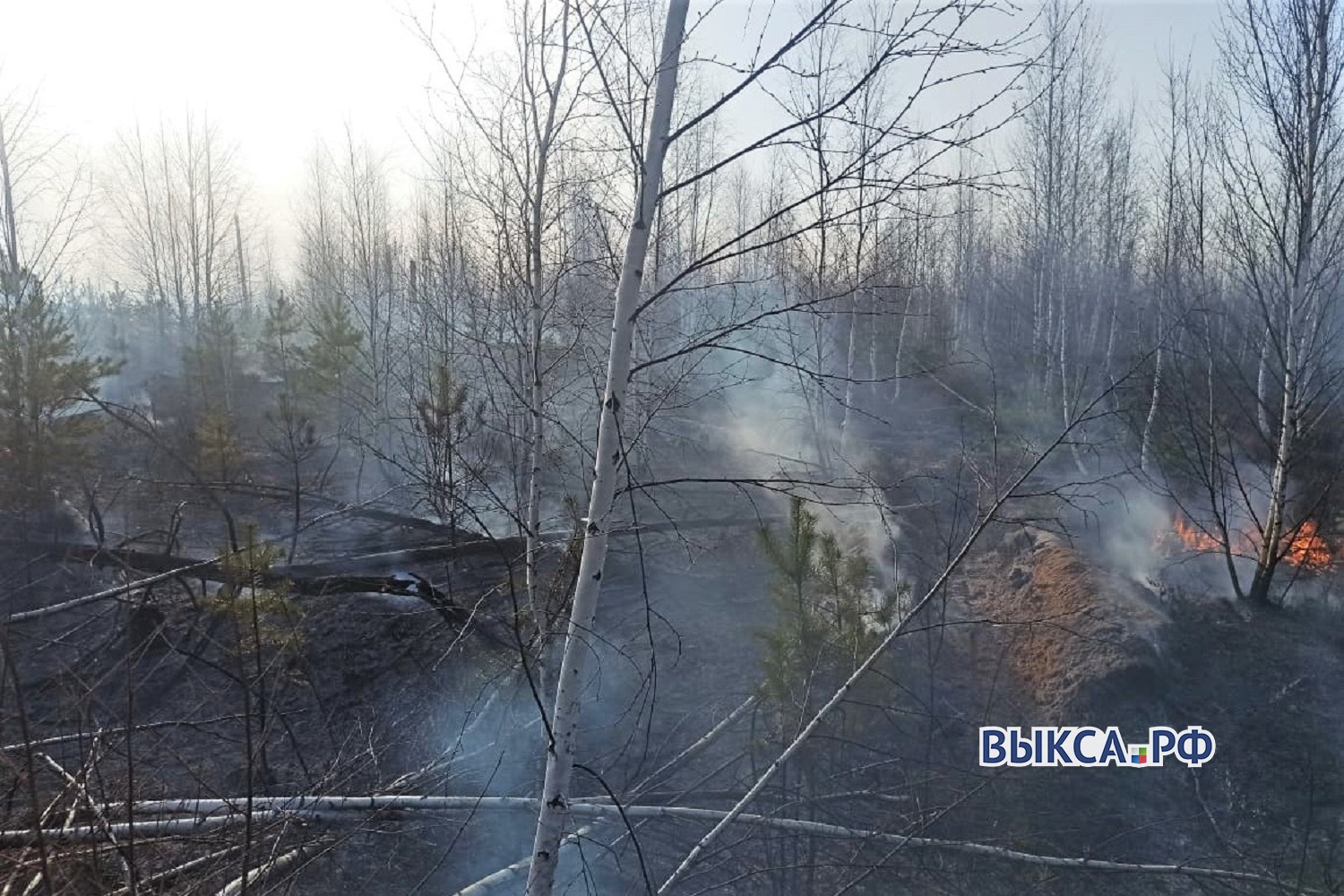 Лес горел в километре от Чупалейки