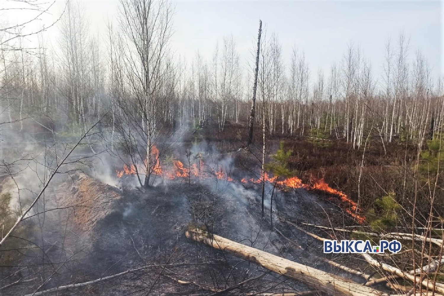 Ягодники сожгли четверть гектара леса в районе Вили и Новодмитриевки