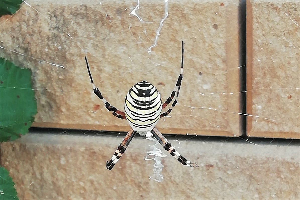 Необычного паука-осу заметили в Выксе