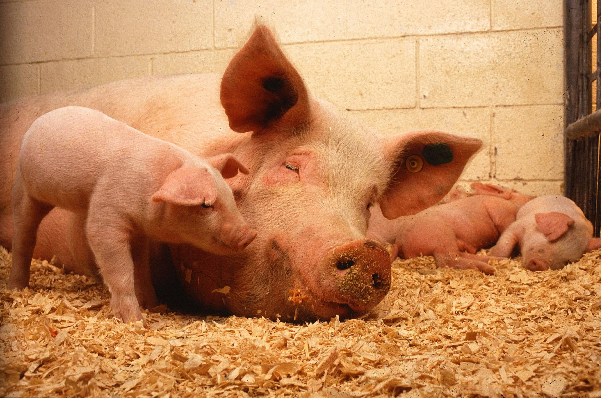 Африканская чума свиней выявлена в Навашинском округе