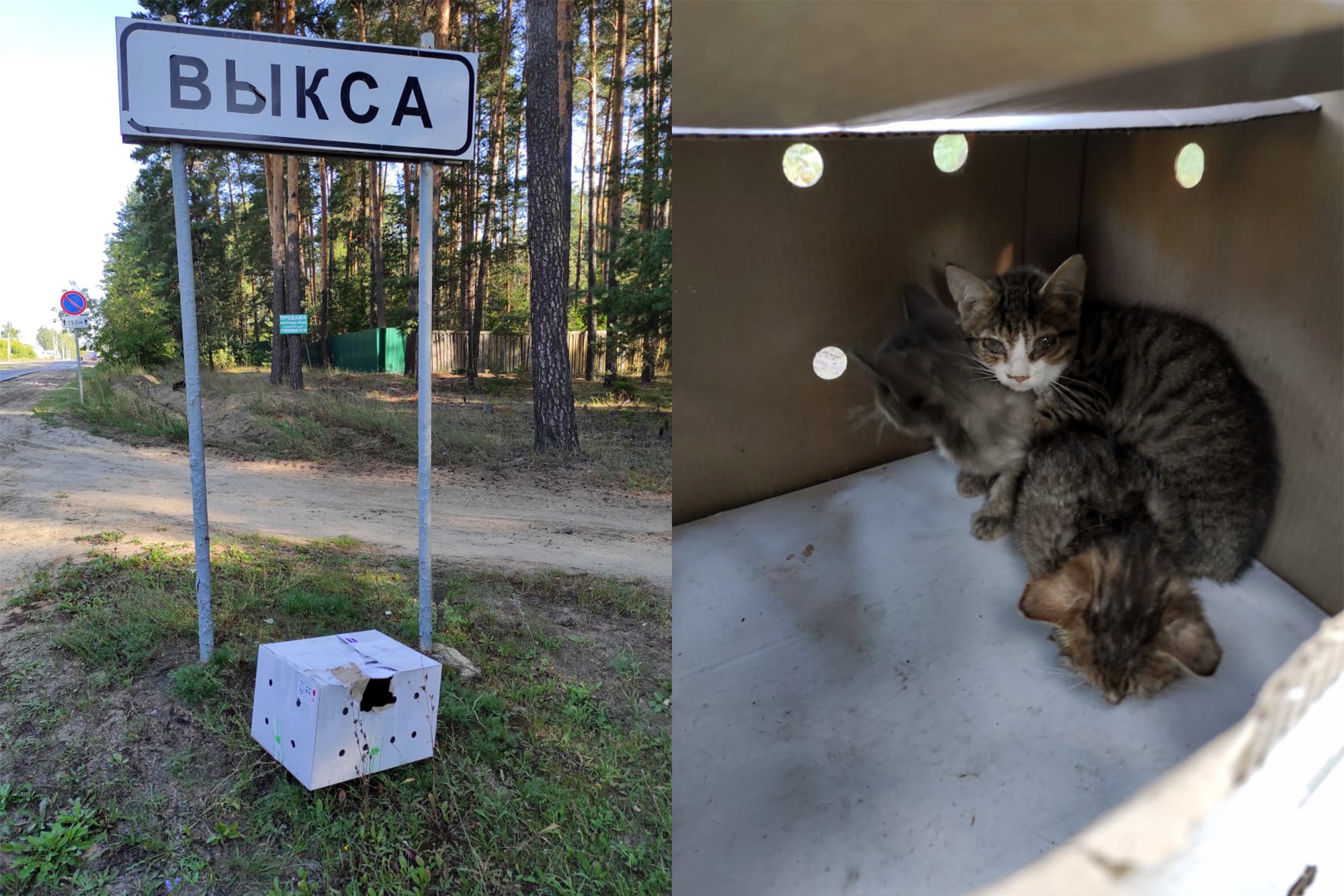 На выезде из города нашли заклеенную скотчем коробку с котятами