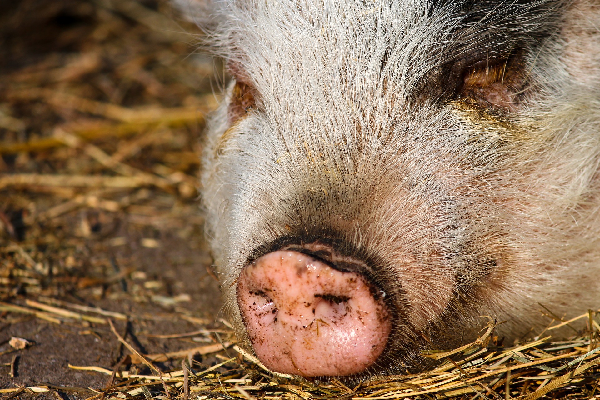 Навашинский фермер скрыл от ветеринаров трупы чумных свиней