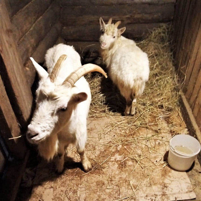Благотворитель передал многодетной семье коз и кур
