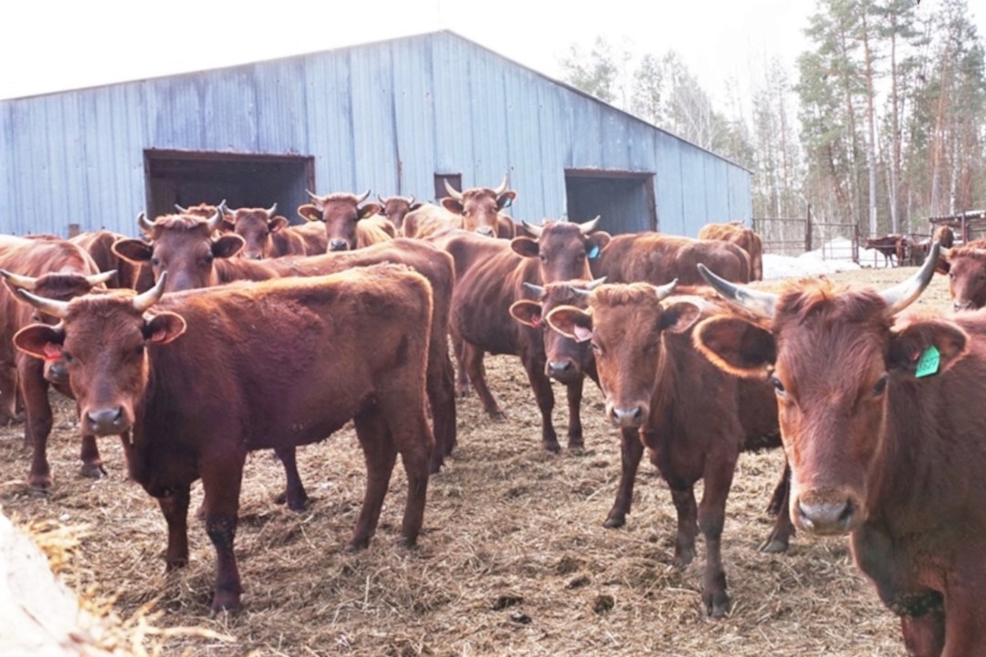 Выксунский фермер купил 126 коров благодаря госпрограмме
