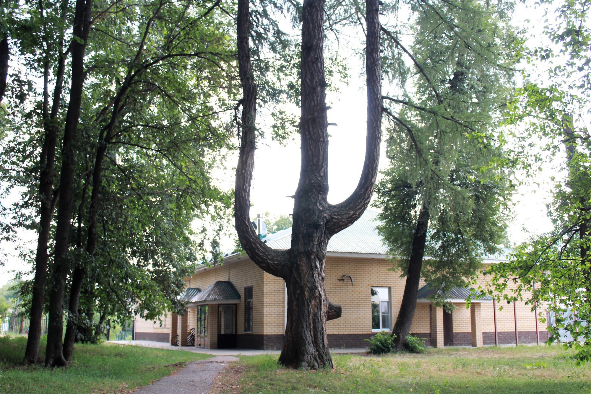 Дерево-лиру в парке признали памятником живой природы