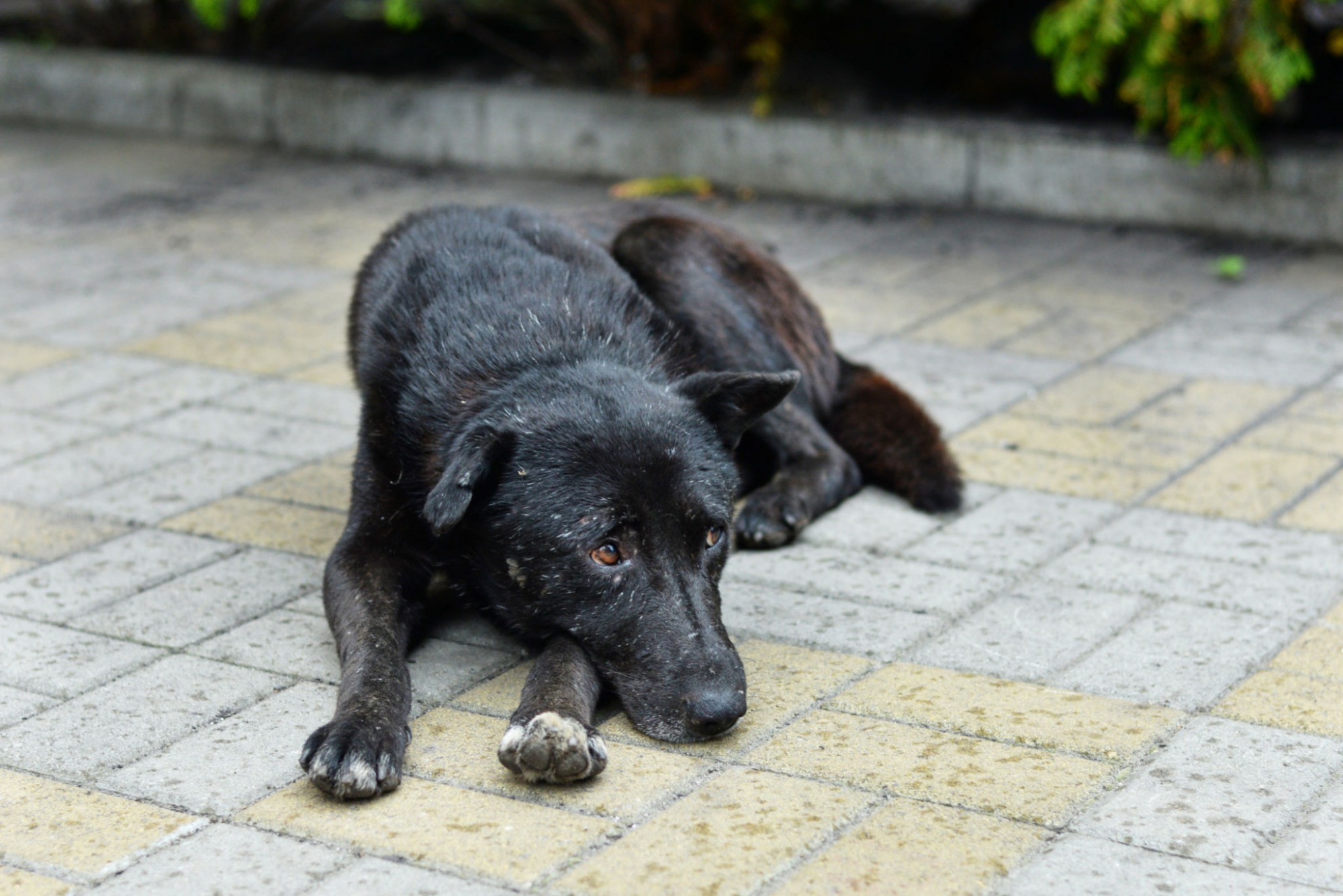 За месяц в Выксе отловили 15 бездомных собак