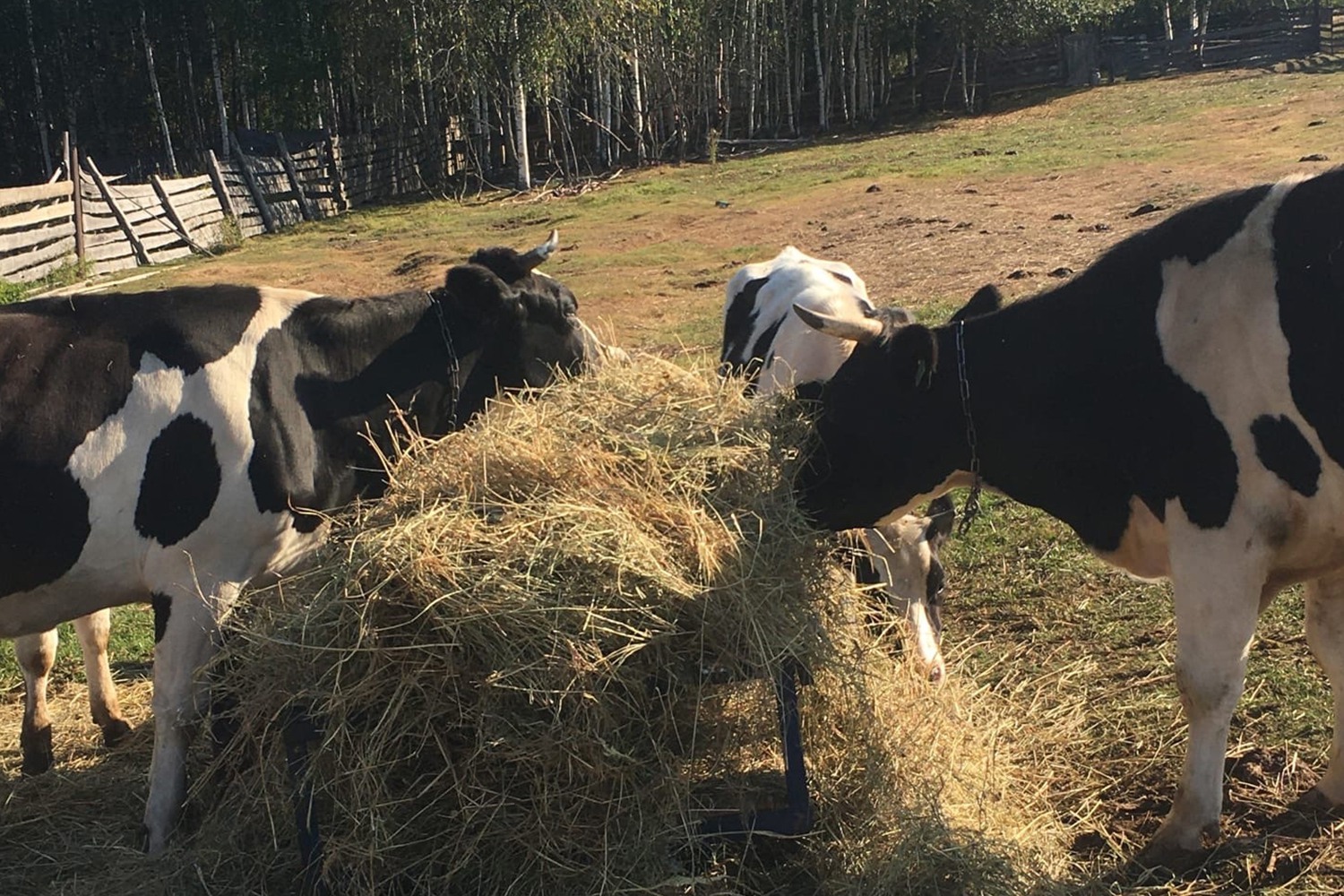 Трёх коров украли с частного подворья в Покровке