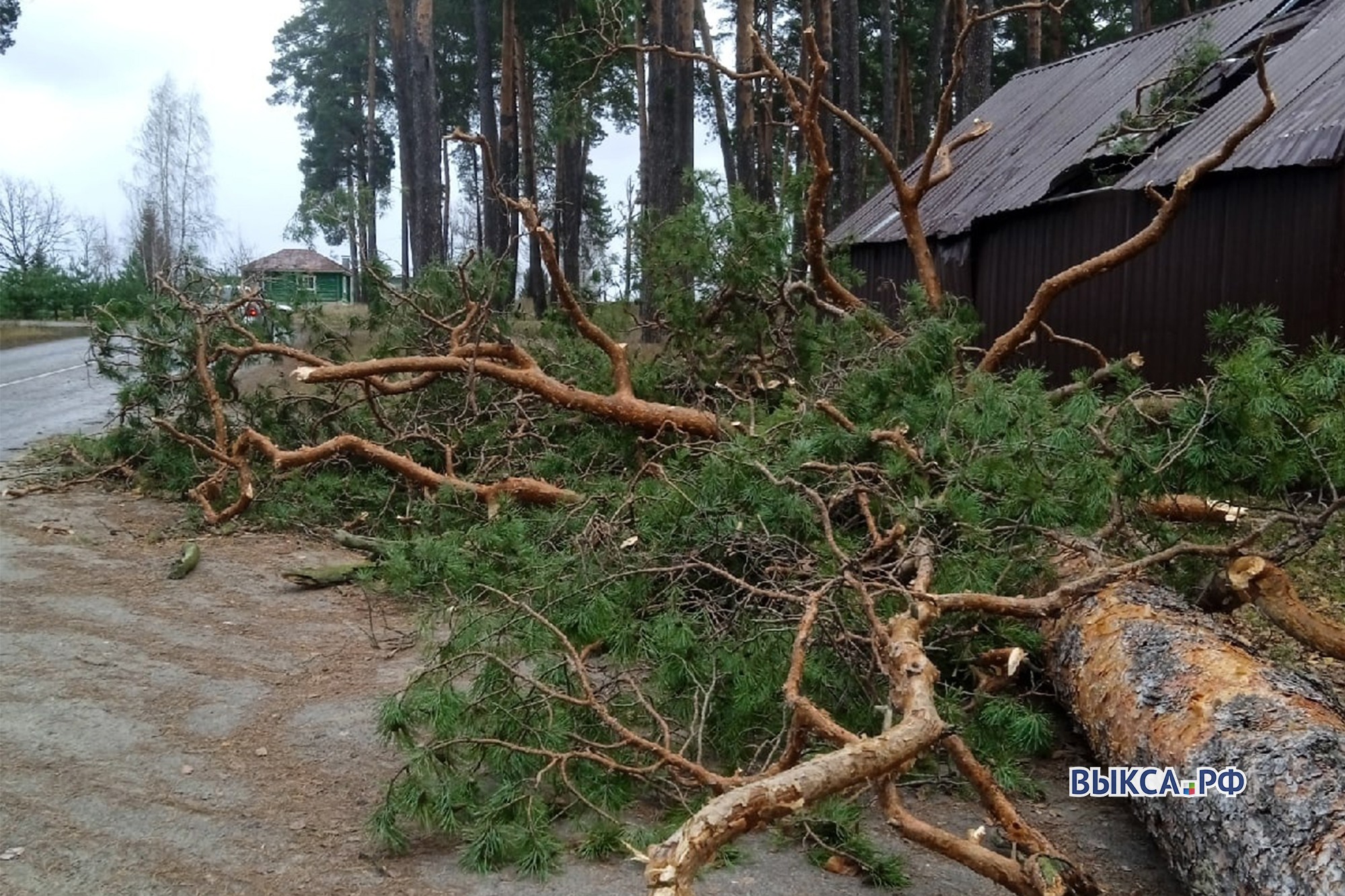 Ураган повалил деревья в Выксе