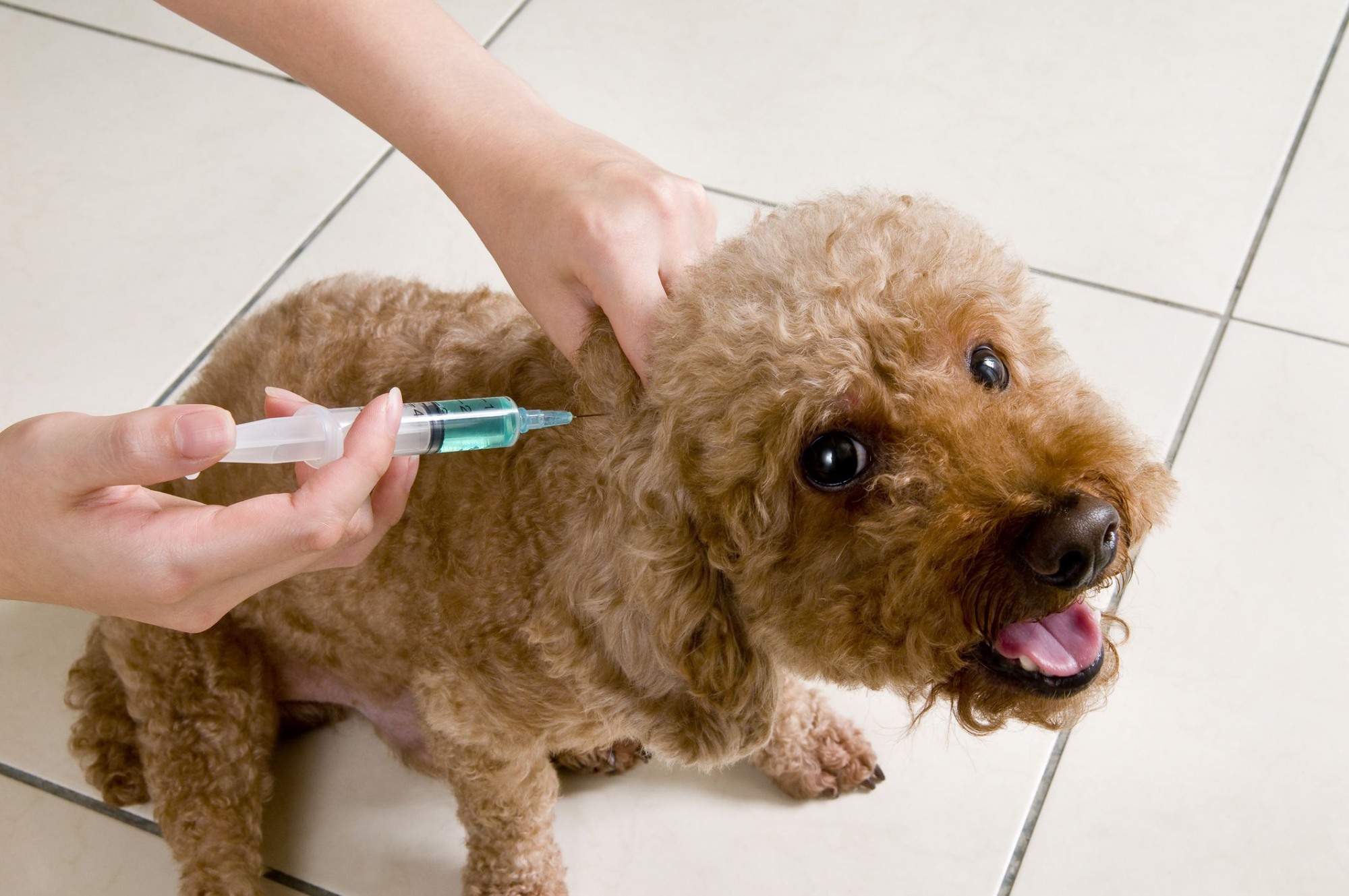 Собак и кошек бесплатно вакцинируют от бешенства