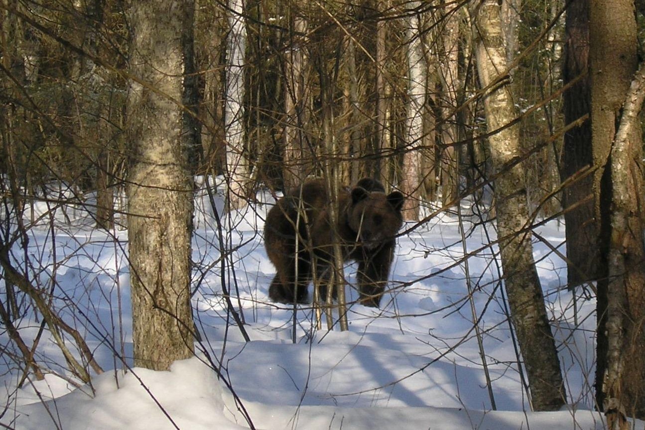 Нижегородцам разрешили охотиться на медведей