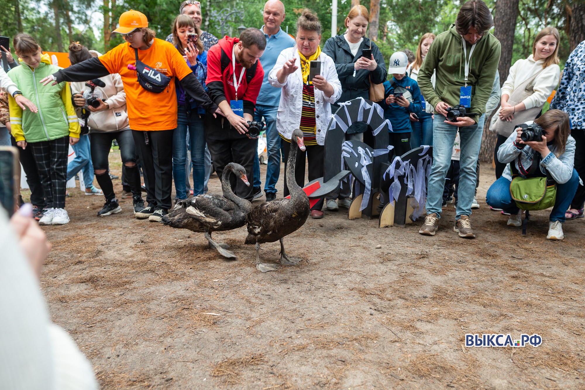 Фонд «ОМК-Участие» подарил Выксе пару чёрных лебедей 📷